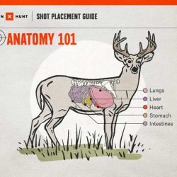 How big is the vital area of a deer