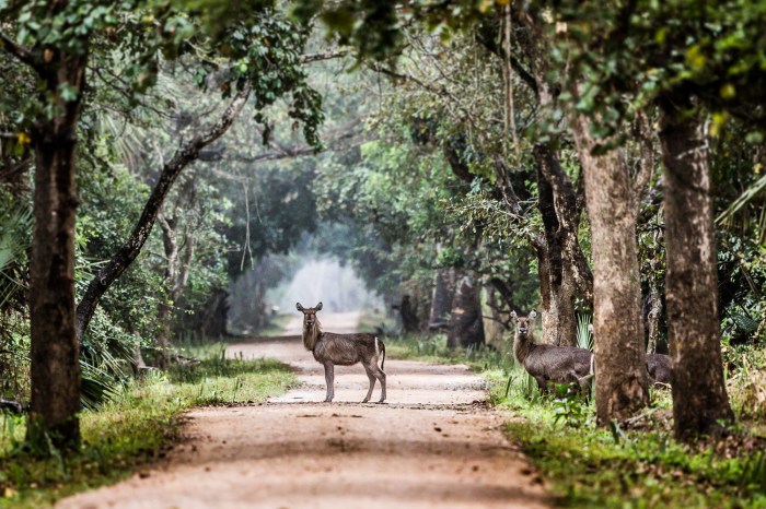 Gorongosa national park exploring biomes learn click