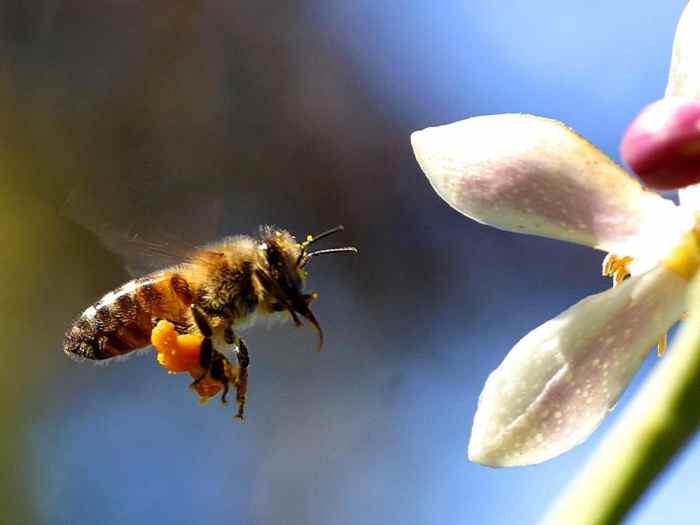 Examples of mutualism in the tundra