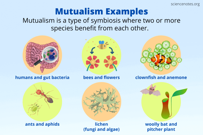 Examples of mutualism in the tundra