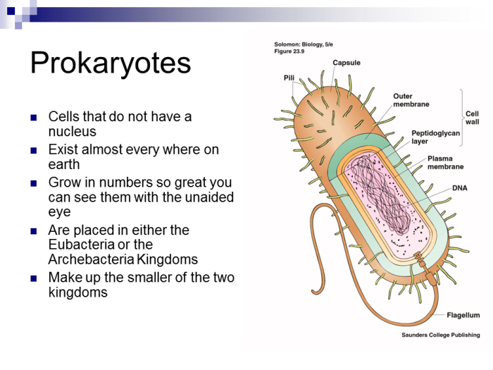 Which statement is true regarding bacteria