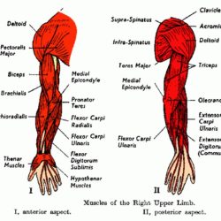 Label the anterior and posterior arm muscles in the figure.