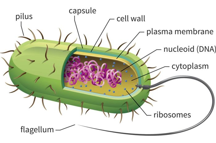 Archaea bacteria domains prokaryotes living eukarya eukaryotes kehidupan biology consist grouped