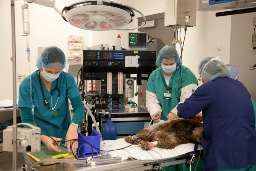 Anesthesia and analgesia for veterinary technicians