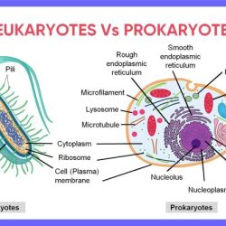 Cells prokaryotic eukaryotic bacteria prokaryote genius prokaryotes eukaryote characteristics bacterial membrane rapgenius organisms plasma acessar cathrine organelles