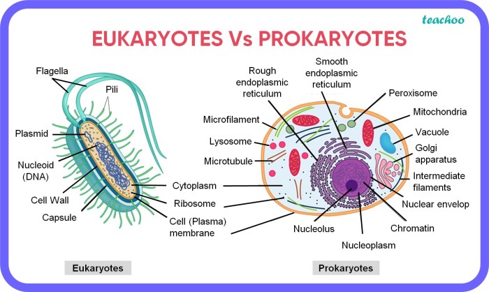 Cells prokaryotic eukaryotic bacteria prokaryote genius prokaryotes eukaryote characteristics bacterial membrane rapgenius organisms plasma acessar cathrine organelles