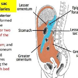 Correctly label the following parts of the peritoneum.