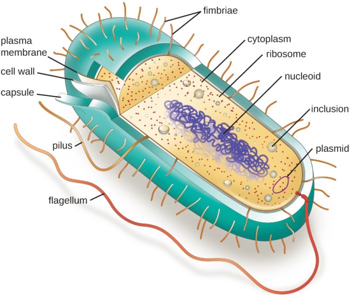 Which statement is true regarding bacteria