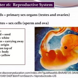 Chapter 16 the reproductive system answer key